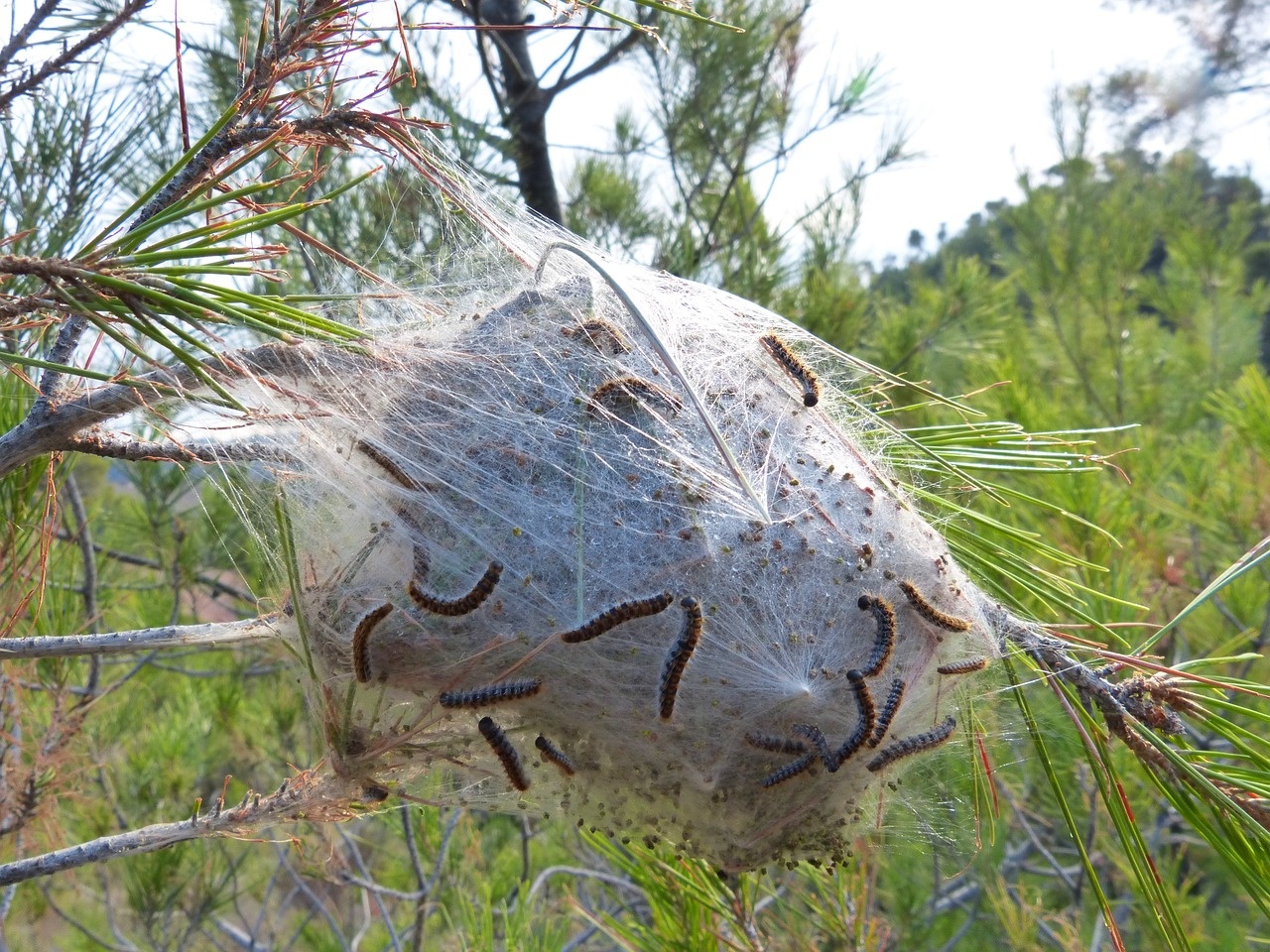 Eikenprocessierups nest