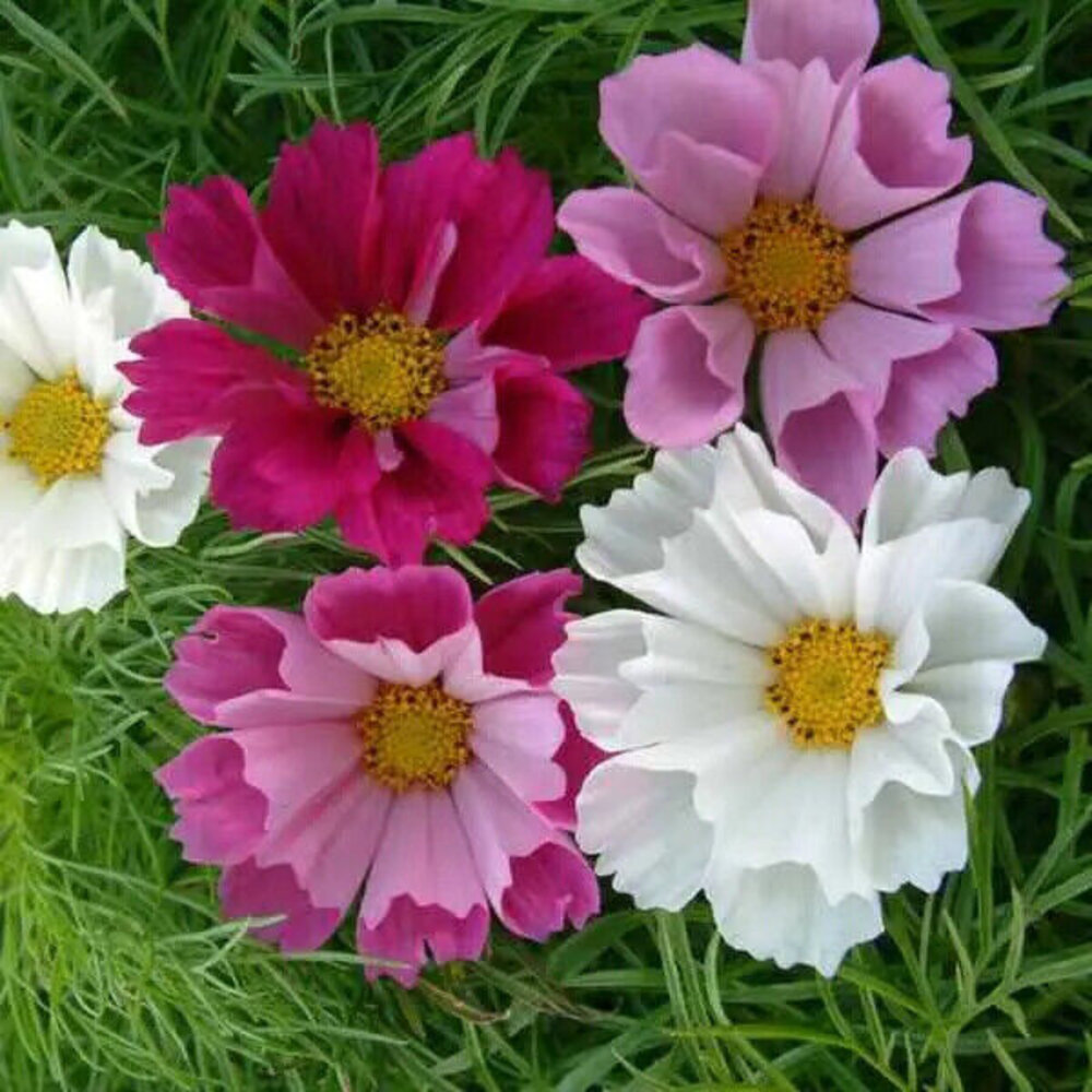 Cosmea - Cosmos 'Sea Shells' mix