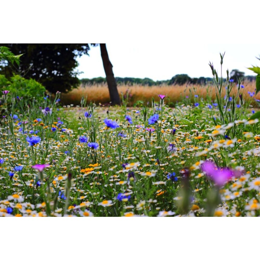 Wildbloemenmengsel Laag 1- en meerjarig