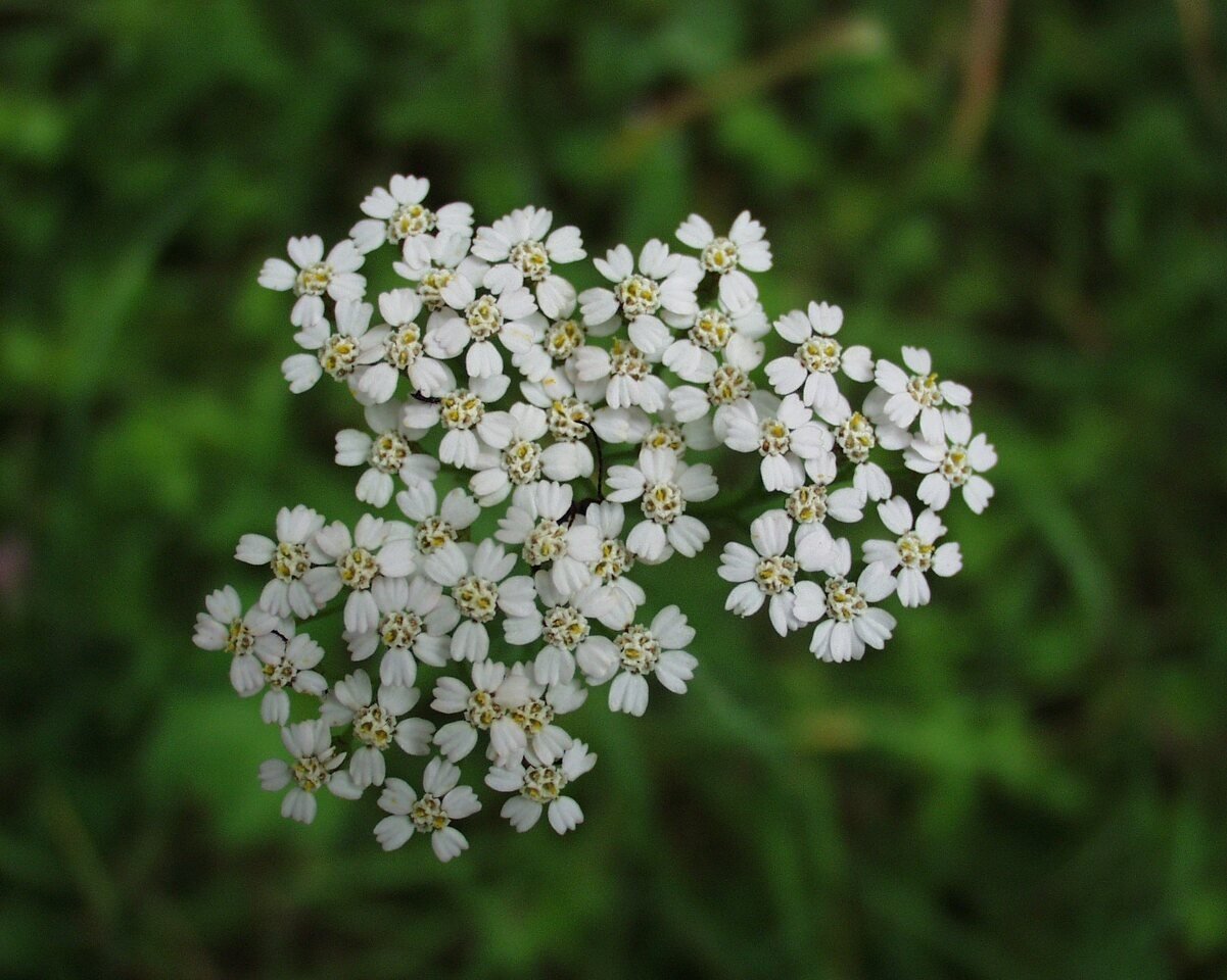 Duizendblad