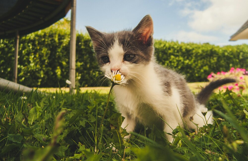 Giftige planten voor katten