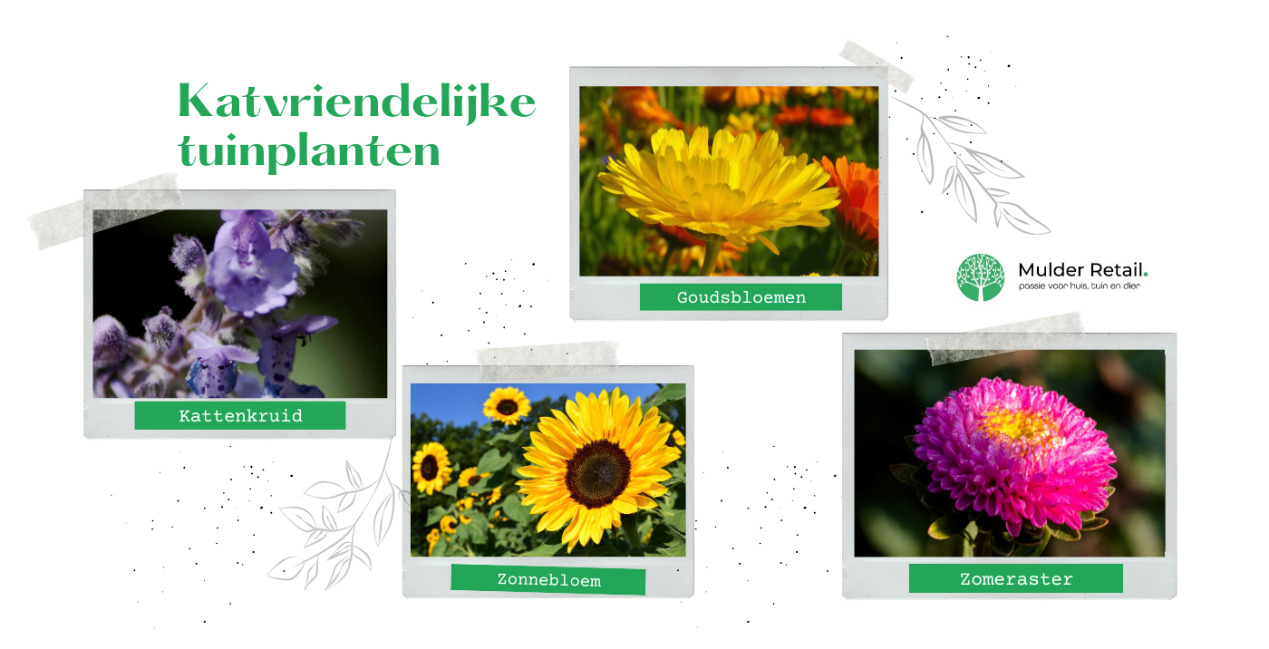 Katvriendelijke tuinplanten