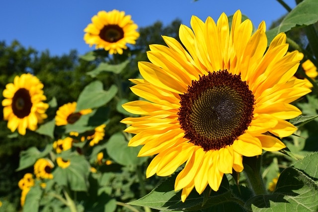 Zonnebloem snijbloem