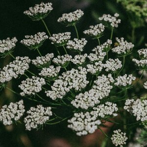 MRS Seeds & Mixtures Anijs - Pimpinella anisum