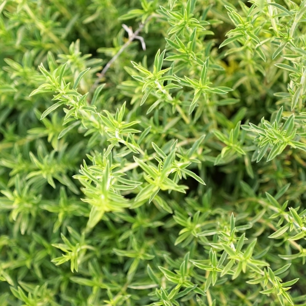 Bonenkruid zaden - Summer Savory