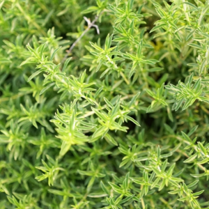 MRS Seeds & Mixtures Bonenkruid zaden - Summer Savory