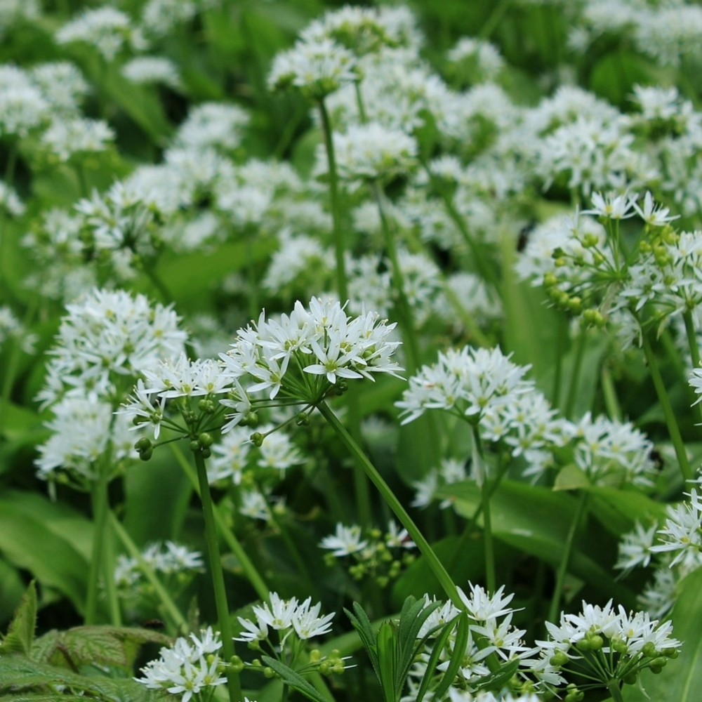 Knoflookbieslook zaden - Garlic Chives