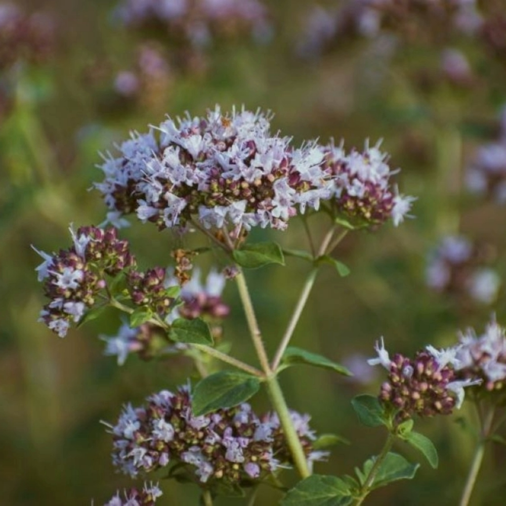 Oregano - Origanum vulgare