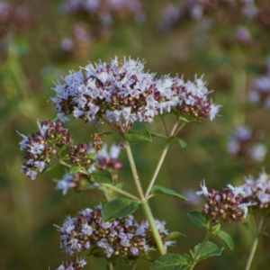 MRS Seeds & Mixtures Oregano - Origanum vulgare