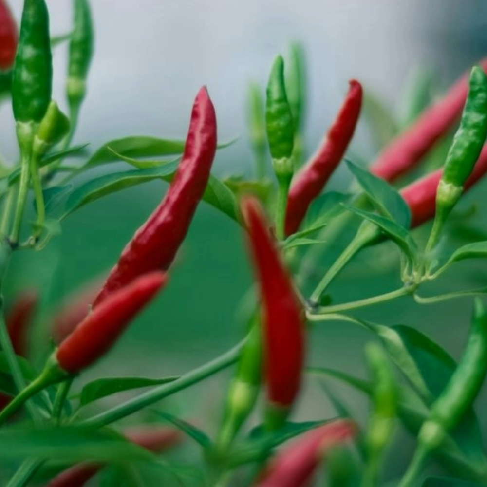 Spaanse peper - Cayenne Rood