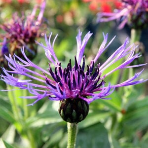 MRS Seeds & Mixtures Bergcentaurie - Centaurea montana