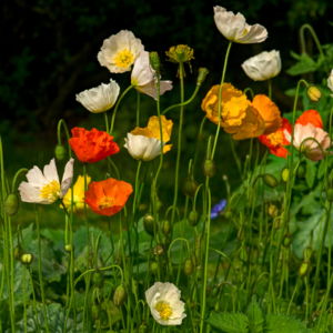 MRS Seeds & Mixtures IJslandse Klaproos - Papaver nudicaule