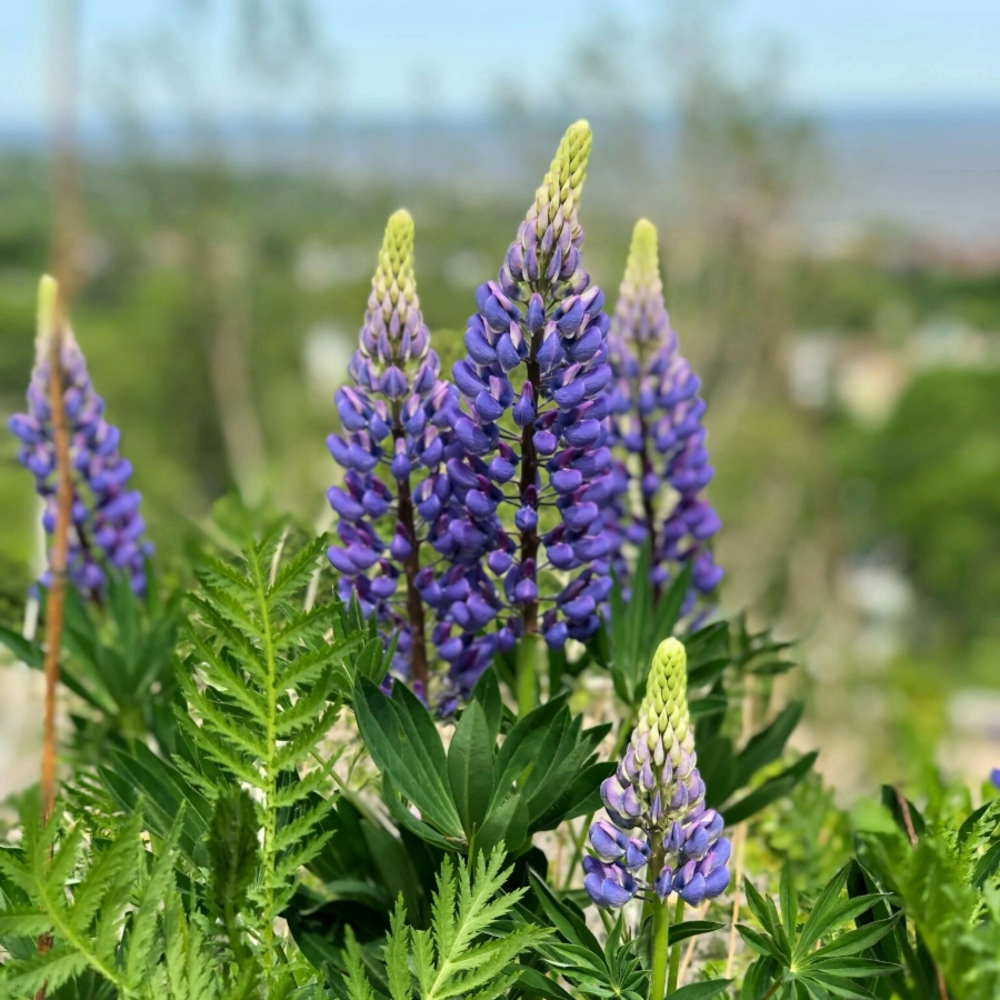 Blauwe lupine - Lupinus angustifolius