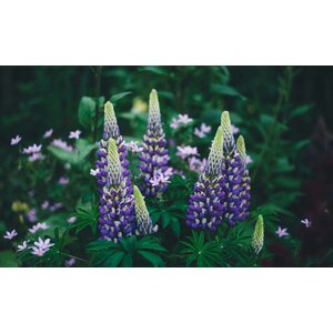 MRS Seeds & Mixtures Blauwe Lupine - Lupinus angustifolius