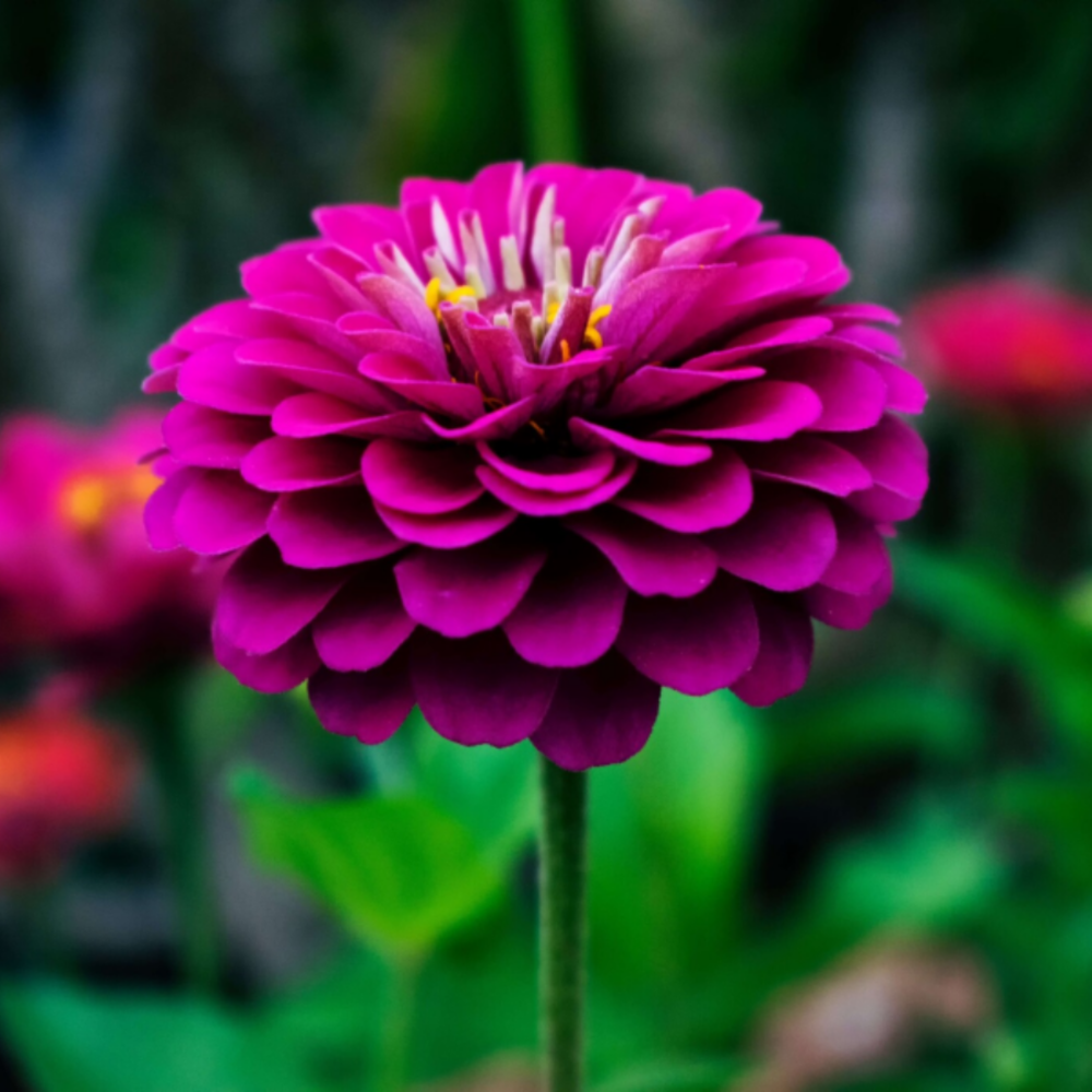 Zinnia elegans - Lilliput Purple Gem