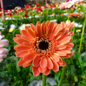 MRS Seeds & Mixtures Zinnia elegans - Salmon Queen