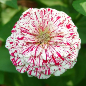 MRS Seeds & Mixtures Zinnia elegans - Peppermint Stick