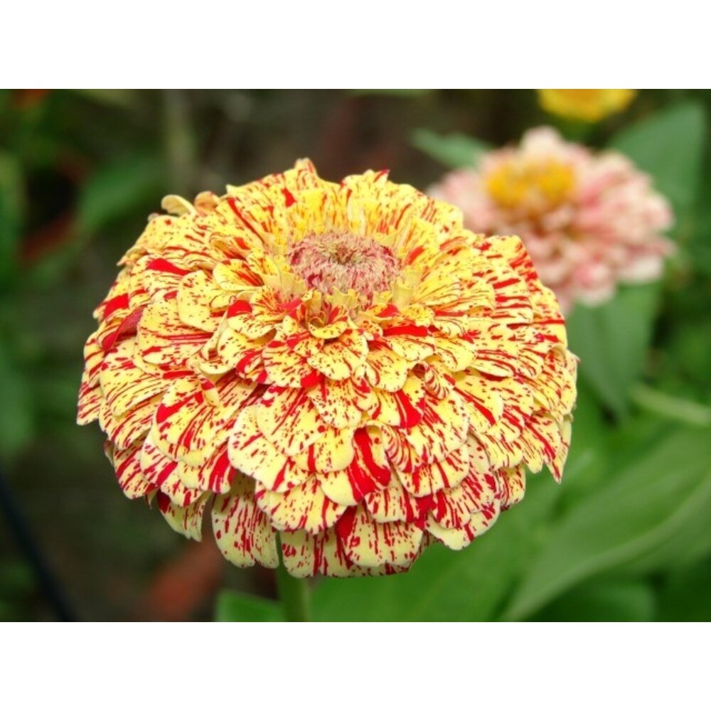 Zinnia elegans - Peppermint Stick