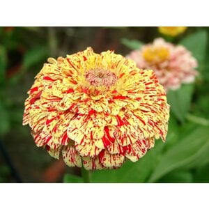 MRS Seeds & Mixtures Zinnia elegans - Peppermint Stick