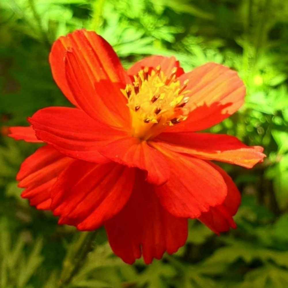 Cosmea - Cosmos sulphureus ‘Sunny Red’