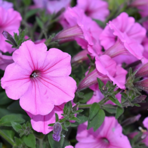 MRS Seeds & Mixtures Petunia nana compacta - Rose of Heaven