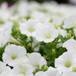 MRS Seeds & Mixtures Petunia nana compacta - Snowball