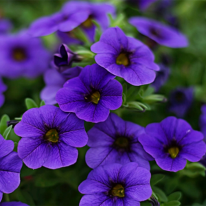 MRS Seeds & Mixtures Petunia nana compacta - Alderman