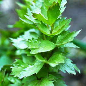 MRS Seeds & Mixtures Lavas (Maggiplant) - Levisticum officinale