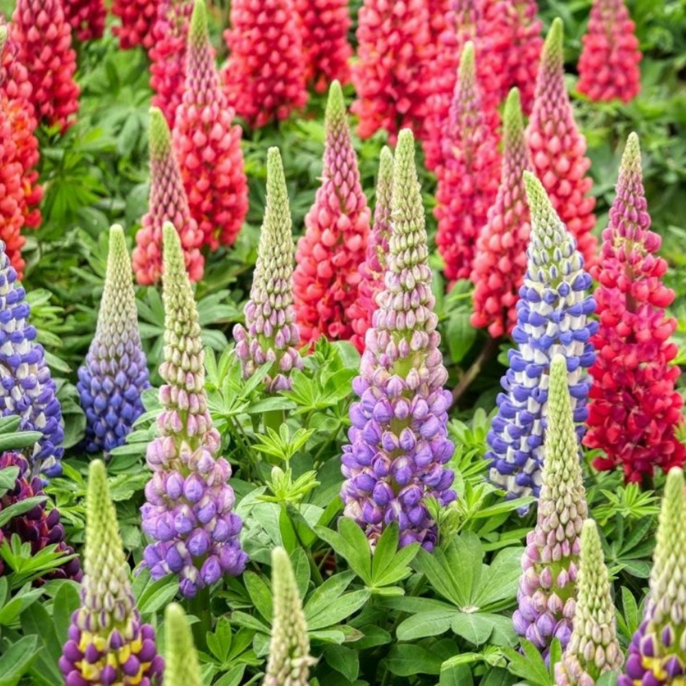 Lupine - Lupinus Minarette mix