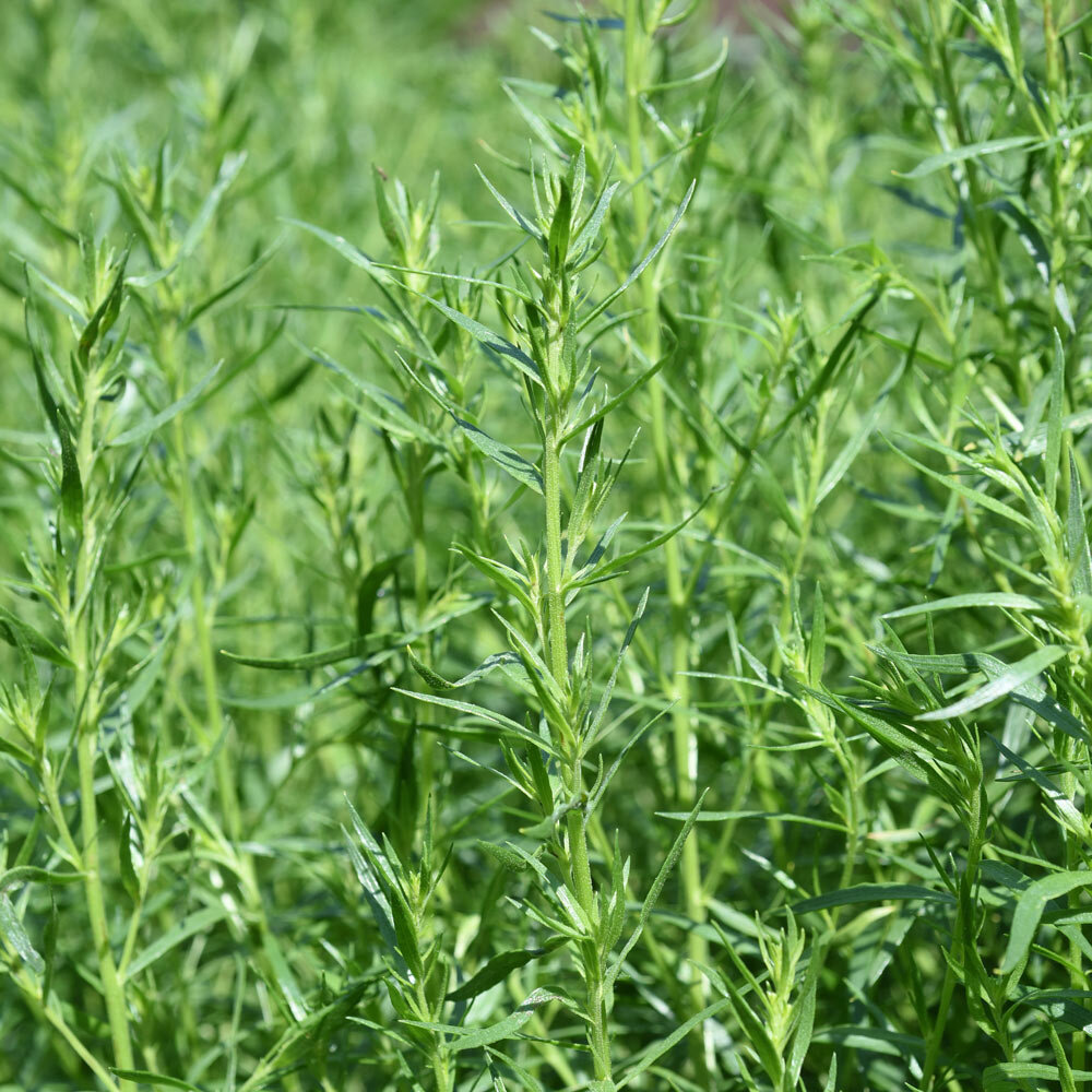 Dragon - Artemisia dracunculus