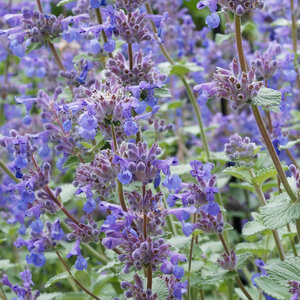 MRS Seeds & Mixtures Wild kattenkruid  - Nepeta cataria