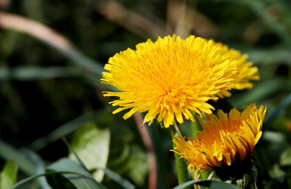 Paardenbloemen in het gazon verwijderen en bestrijden