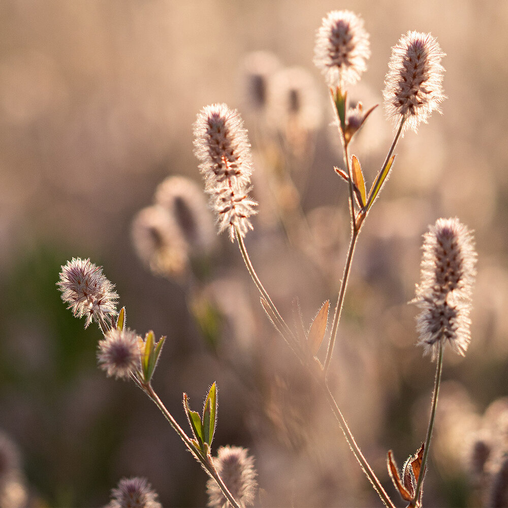 Hazenpootje - Trifolium arvense Hazenpootje - Trifolium arvense