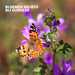 MRS Seeds & Mixtures Vlinderbloemenmengsel één-  en meerjarig