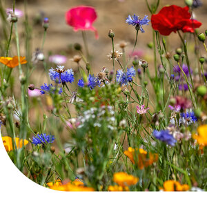 MRS Seeds & Mixtures Wildbloemenmengsel één- en meerjarig - 40 soorten