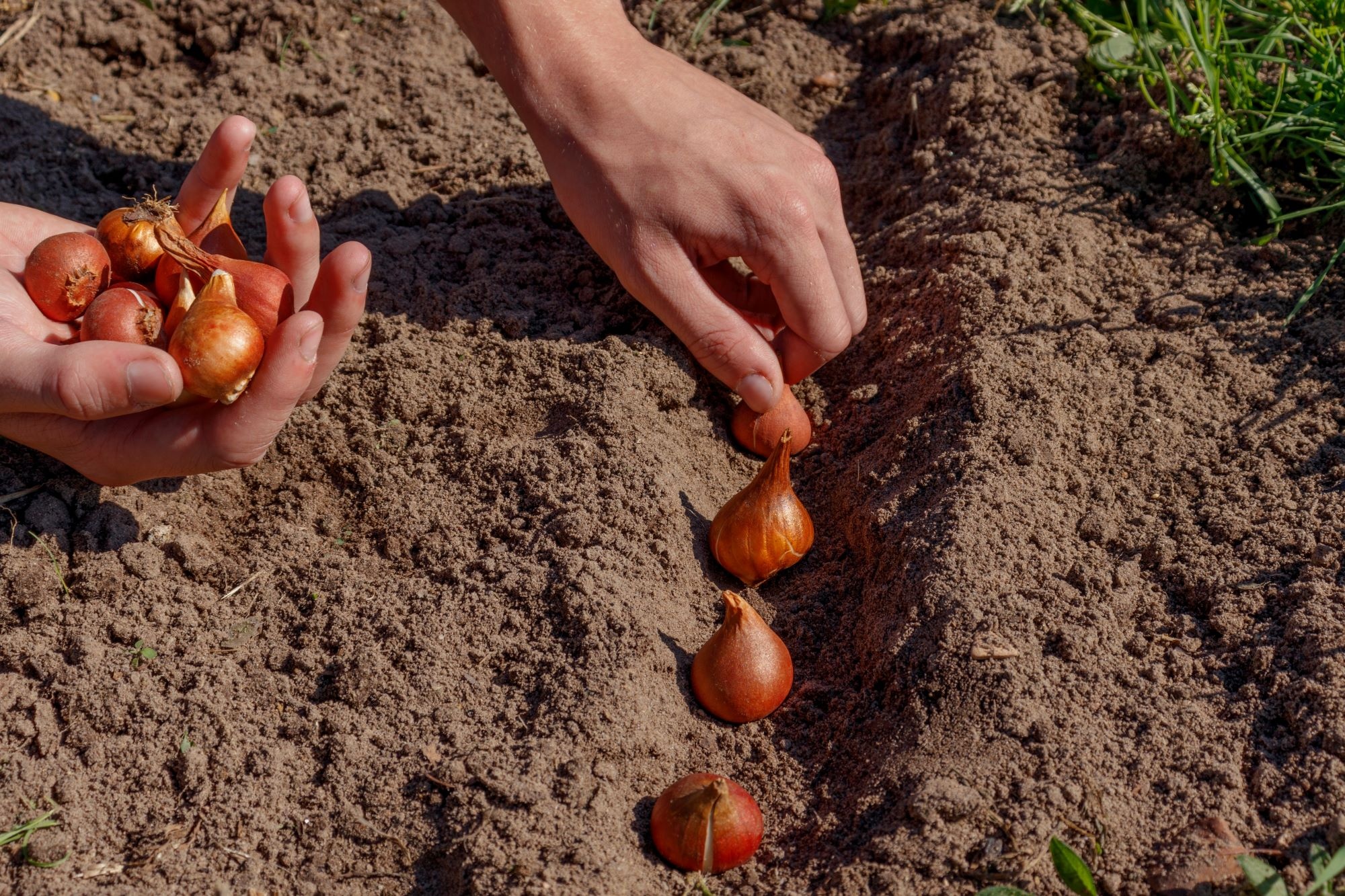 Bloembollen planten stappenplan