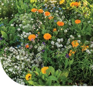 MRS Seeds & Mixtures Rotstuinen bloemenmix  1 jarig