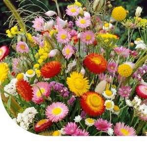 MRS Seeds & Mixtures Droogbloemenmengsel- 21 soorten