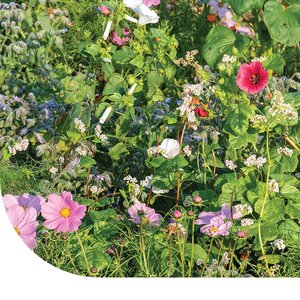MRS Seeds & Mixtures Mengsel voor Lieveheersbeestjes