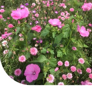 MRS Seeds & Mixtures Zomerbloemen Roze Tinten Mix