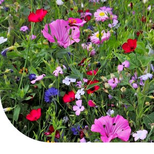 MRS Seeds & Mixtures Zomerbloemenmengsel Hoog - Meerjarig