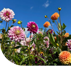 MRS Seeds & Mixtures Dahlia Variabilis Rigoletto gemengd