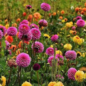 MRS Seeds & Mixtures Dahlia Variabilis Rigoletto gemengd