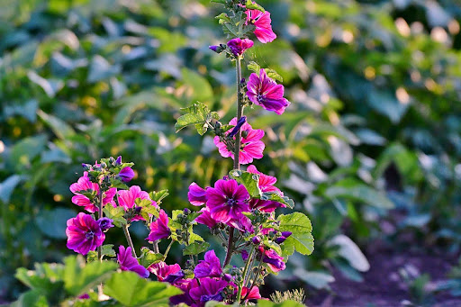 Groot kaasjeskruid groeihoogte