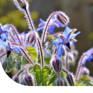 MRS Seeds & Mixtures Komkommerkruid - Borago officinalis - Bernagie