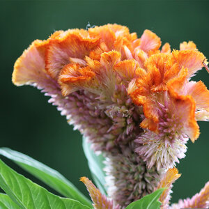 MRS Seeds & Mixtures Hanekam - Celosia cristata (gemengd) MRS Seeds & Mixtures Hanekam - Celosia cristata (gemengd)