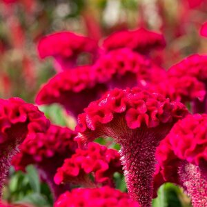 MRS Seeds & Mixtures Hanekam - Celosia cristata (gemengd) MRS Seeds & Mixtures Hanekam - Celosia cristata (gemengd)