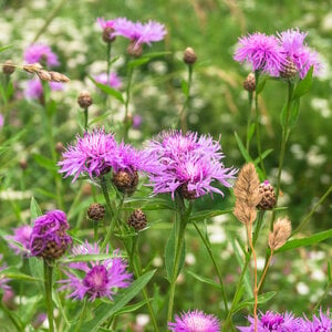 MRS Seeds & Mixtures Knoopkruid - Centaurea jacea