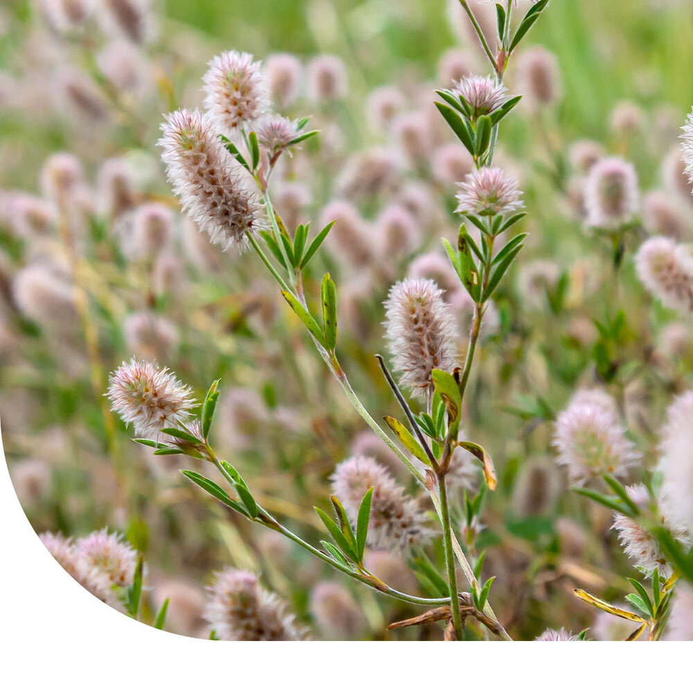 Hazenpootje - Trifolium arvense Hazenpootje - Trifolium arvense