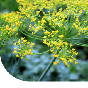 MRS Seeds & Mixtures Gewone Dille - Anethum graveolens MRS Seeds & Mixtures Gewone Dille - Anethum graveolens